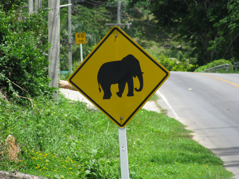 elephant crossing